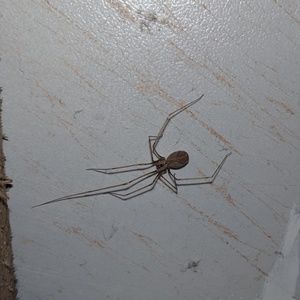 Meet your Posher, Bailey